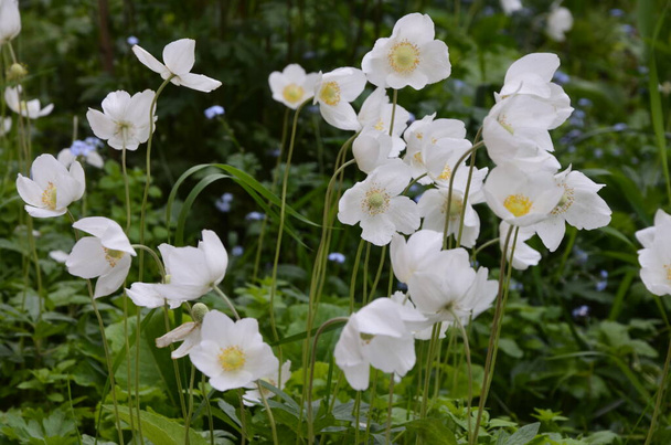 Anemone sylvestris (Snowdrop Anemone) - λευκά ανοιξιάτικα λουλούδια ανθίζουν στον κήπο την άνοιξη σε μια σαφή ημέρα. Χώμα από πολλά λεπτά λουλούδια, φόντο - Φωτογραφία, εικόνα