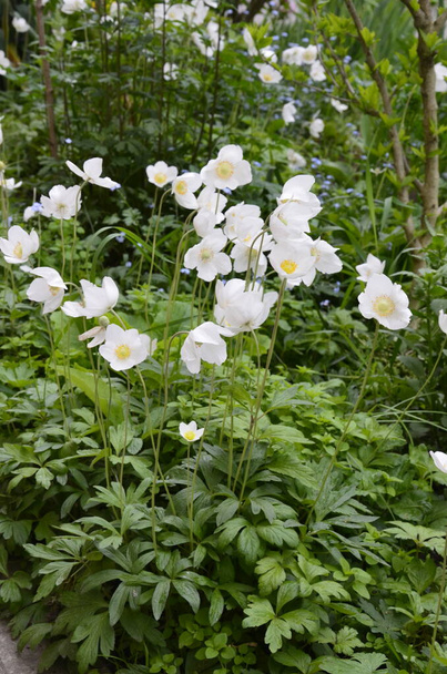 Anemone sylvestris (Snowdrop Anemone) - white spring flowers bloom in the spring garden on a clear day. Lawn of many delicate flowers, background - Photo, Image
