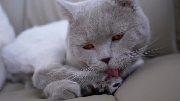 Gato casero británico gris se sienta en una silla, lame lana con lengua después de un corte de pelo - Imágenes, Vídeo
