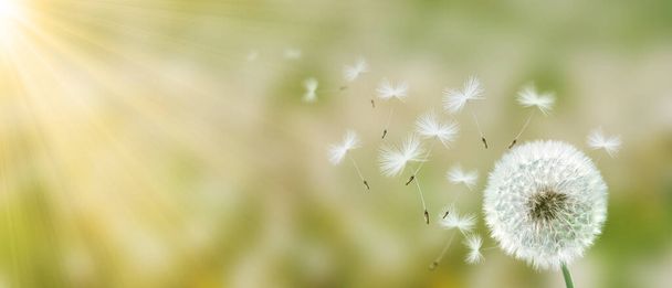 Hermoso fondo de naturaleza de primavera de ensueño con diente de león - Foto, Imagen