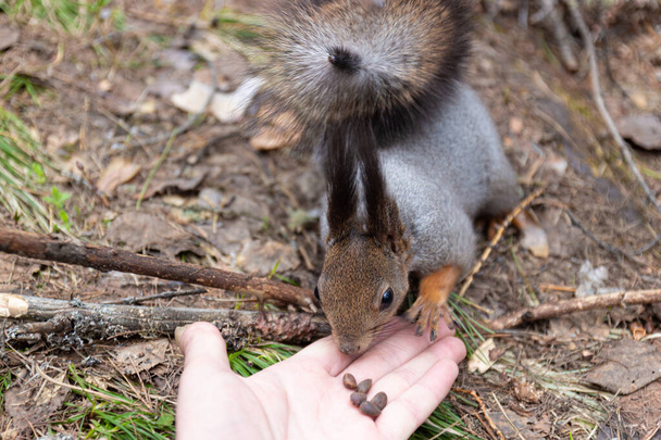 Uno scoiattolo soffice annusa un pinolo sdraiato sulla mano dell'uomo. Scoiattolo raggiunge per noci - Foto, immagini