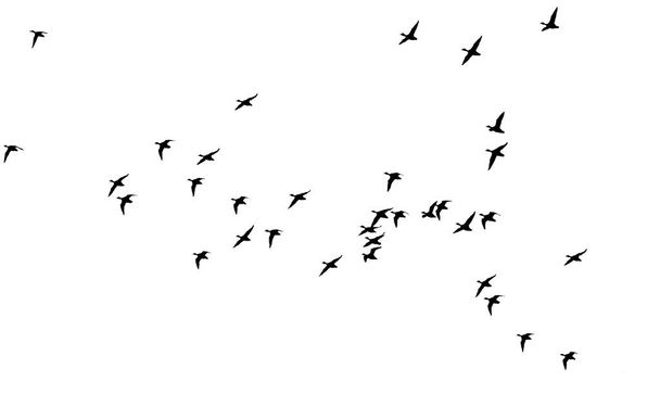 Ιπτάμενα πουλιά. Διανυσματικές εικόνες. Λευκό backgorund. - Διάνυσμα, εικόνα