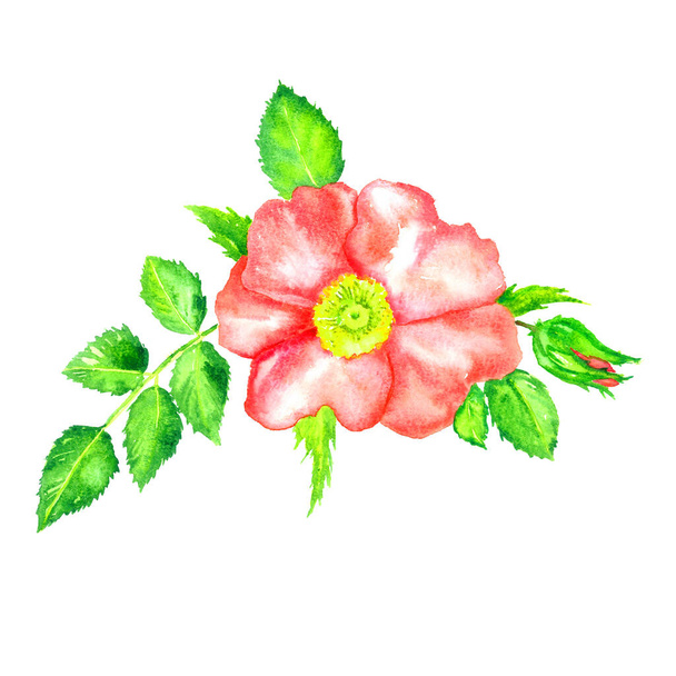 Wild rose pink flower top view, bud and leaves, isolated on white hand painted watercolor illustration - 写真・画像