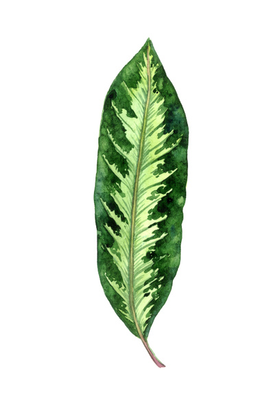 Maranta striped leaf isolated on white hand painted watercolor illustration, design element for card, invitation, pattern - Photo, Image