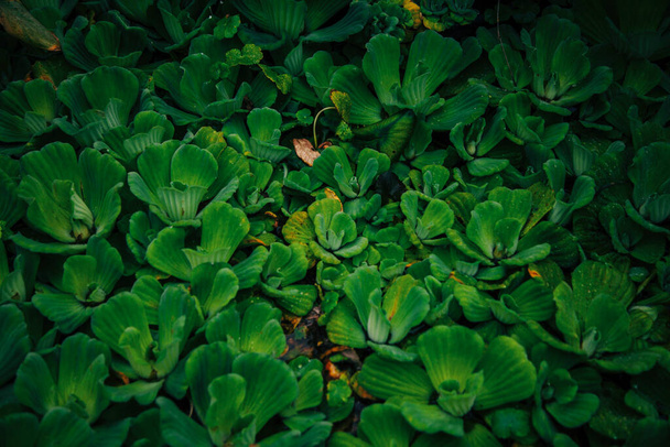 weide van groene vetplanten - Foto, afbeelding