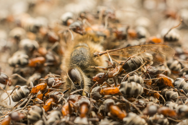 Ants Swarm Eating Dead Bee - Photo, Image