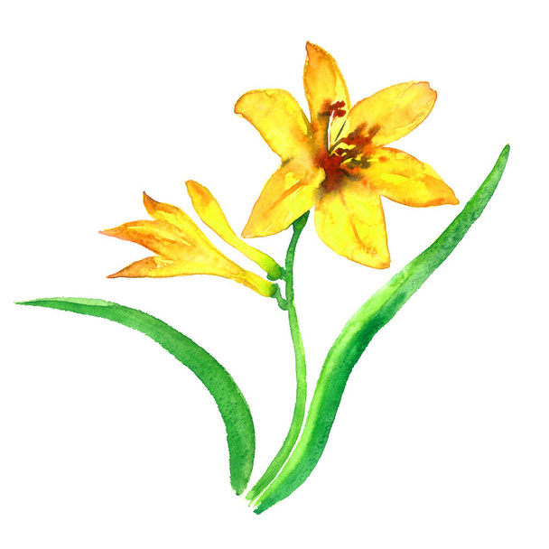 Żółta lilia łodyga z kwitnącym kwiatem i pączkami, zielone liście izolowane na białym tle, ręcznie malowane ilustracja akwarela, elemet do projektowania, zaproszenie, wzór - Zdjęcie, obraz