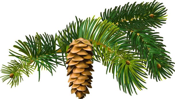 Fichtenzweig, Bild, Fichtenzapfen, Wald, immergrüner Baum, Neujahr, Weihnachten, Fichte - Vektor, Bild