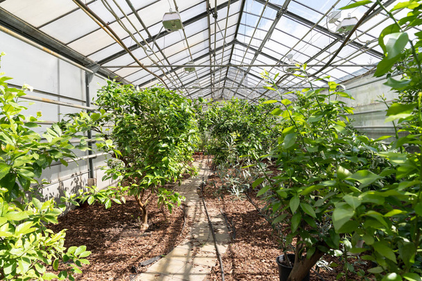 Garden growing in greenhouse. Exotic fruit trees inside glasshouse. Farming and gardening business - Fotó, kép