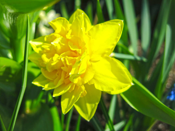 Весной в саду расцвел желтый нарцисс - Фото, изображение