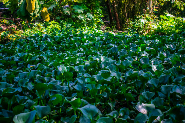 Bataklıktaki yeşil vejukolar - Fotoğraf, Görsel