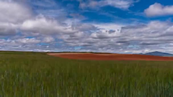 Green and red cultivated plots time lapse - Footage, Video