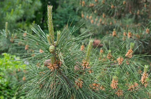 Young cones on the Pinia pine. Mediterranean pine or Italian pine. - Foto, immagini