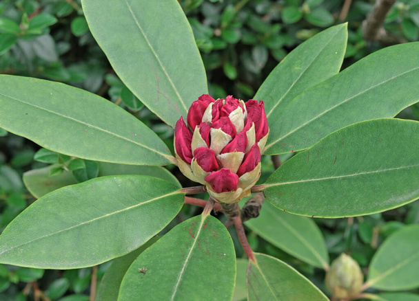 Closed bud of red rhododendron. The beginning of flowering of rhododendrons. - Photo, Image