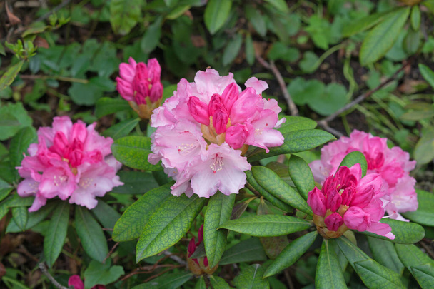 Rosafarbene Rhododendronblumen blühten im Frühlingsgarten. - Foto, Bild