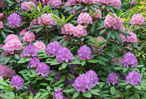 Lilac and pink flowers of the hybrid rhododendron. Background from rhododendrons. - Valokuva, kuva