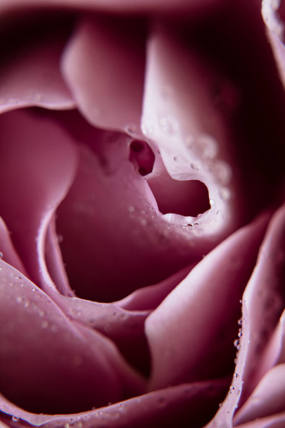 Rózsaszín rózsa harmatcseppekkel - Fotó, kép