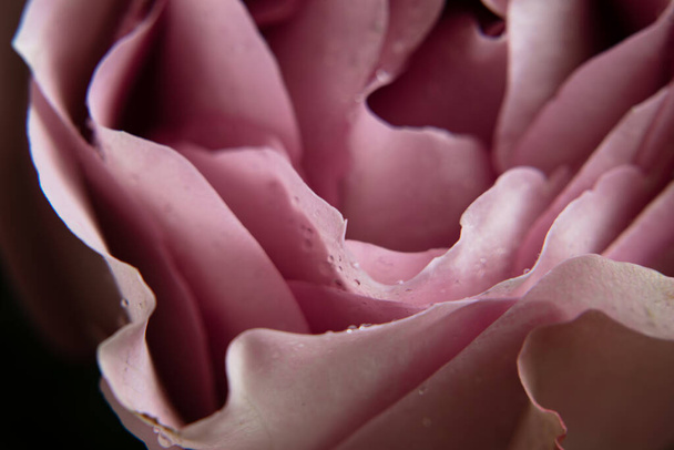 рожева троянда з краплями роси
 - Фото, зображення