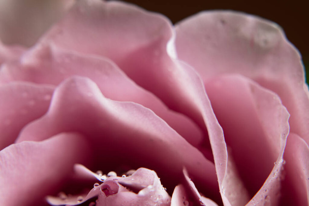 Rosa Rose mit Tautropfen - Foto, Bild