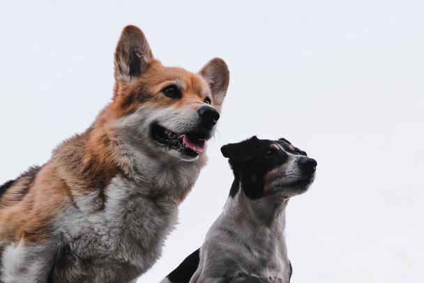 Gökyüzüne karşı iki küçük safkan köpek. Pembroke üç renkli Galli Corgi ve siyah beyaz saçlı Jack Russell Terrier yan yana oturur ve dikkatlice birbirlerine bakarlar.. - Fotoğraf, Görsel