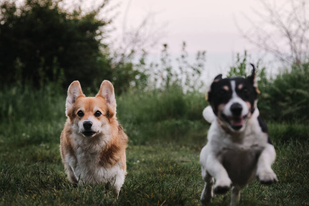 Pembroke Tricolor Welsh Corgi et Jack Russell Terrier aux cheveux lisses noirs et blancs courent autour de clairières vertes, la bouche ouverte. Promenade dans le parc avec deux chiens de race pure. - Photo, image