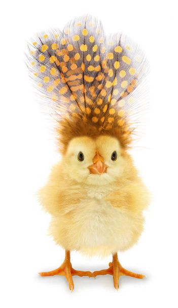Забавная цыпочка со странными перьями на голове                                - Фото, изображение