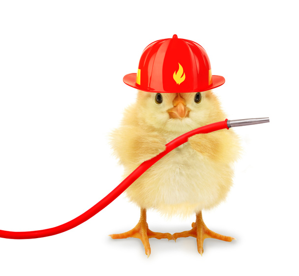 Roztomilý cool kuřátko hasič hasič s helmou a požární hadice legrační konceptuální image                                 - Fotografie, Obrázek