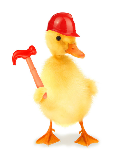 Tämä on söpö viileä ankanpoikanen manuaalinen työntekijä ankka punainen kypärä ja vasara, hauska käsitteellinen kuva.                                 - Valokuva, kuva