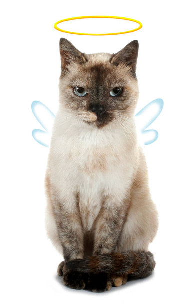 Roztomilý mrzutý kočičí anděl s aureolskou svatozáří a křídly legrační konceptuální obraz  - Fotografie, Obrázek