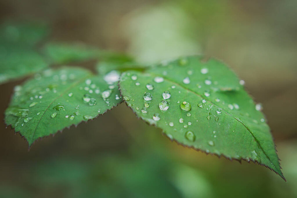 Closeup of the water droplets on the green leafs - Фото, зображення
