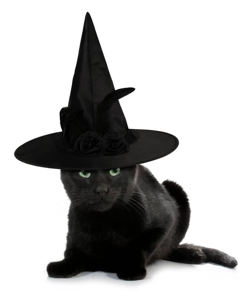 Musta kissa noita pelottava aavemainen hattu hauska käsitteellinen kuva  - Valokuva, kuva