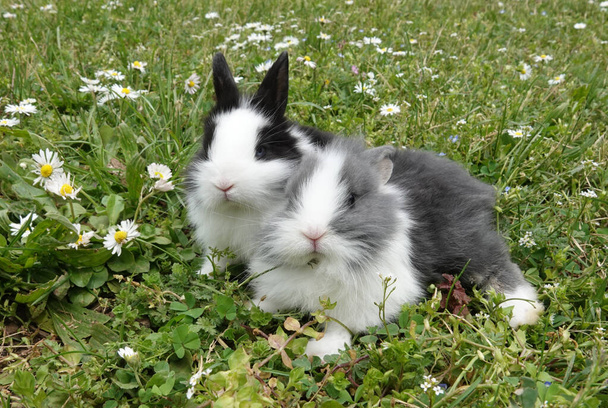 Burada yeşil çayırlarda iki sevimli tavşan ve papatyalar var. Bu güzel bir bahar sahnesi.. - Fotoğraf, Görsel