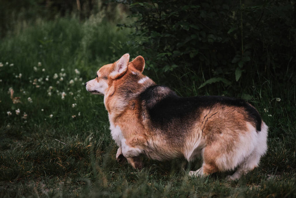El perro pastor más pequeño del mundo. Galés corgi Pembroke tricolor corre sobre hierba verde. Caminar con mascotas en la naturaleza al aire libre. Vista lateral. - Foto, Imagen