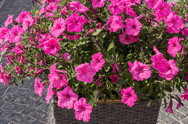 Roze petunia bloemen in rieten mand staande op de stoep.  - Foto, afbeelding