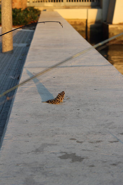 Ein Kugelfisch liegt am frühen Morgen auf dem Dock, gefangen beim Angeln in Miami. - Foto, Bild