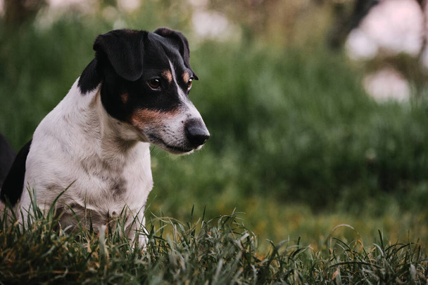 Köpek yeşil çimlere oturur ve dikkatlice ileriye bakar. Büyük bir İngiliz av köpeği cinsi değil. Pürüzsüz, beyaz ve siyah Jack Russell Terrier parkta yürüyor.. - Fotoğraf, Görsel