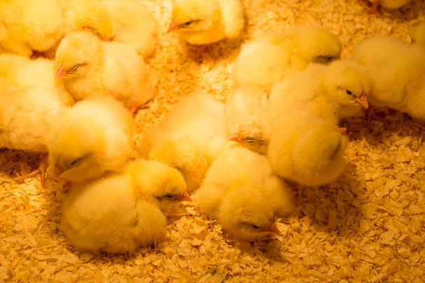 おがくずの暖かいランプの下で鶏小屋の若い鶏のグループ - 写真・画像