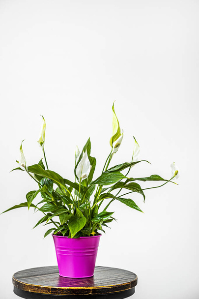Endüstriyel ahşap taburede pembe çiçek saksısı ve beyaz arka planlı spathiphyllum görüntüsü - Fotoğraf, Görsel