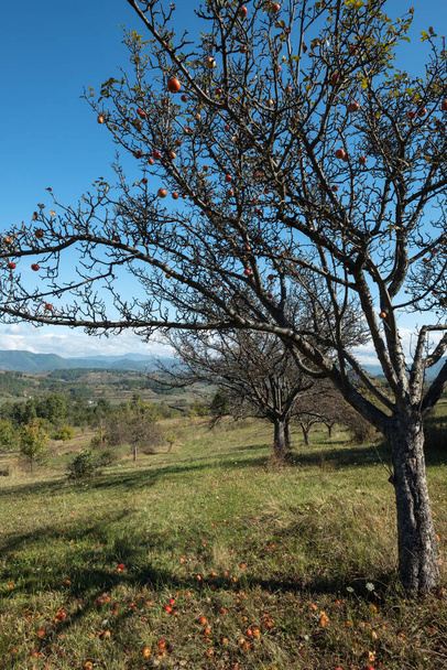 красные яблоки готовы к сбору висят на деревьях в сельских марамурах, Румыния. землю тоже засыпают яблоками. - Фото, изображение