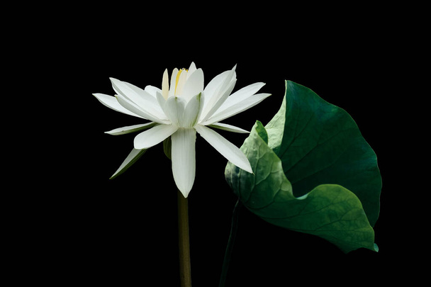 White lotus flower, isolated on black background. Object with clipping path. - Photo, Image
