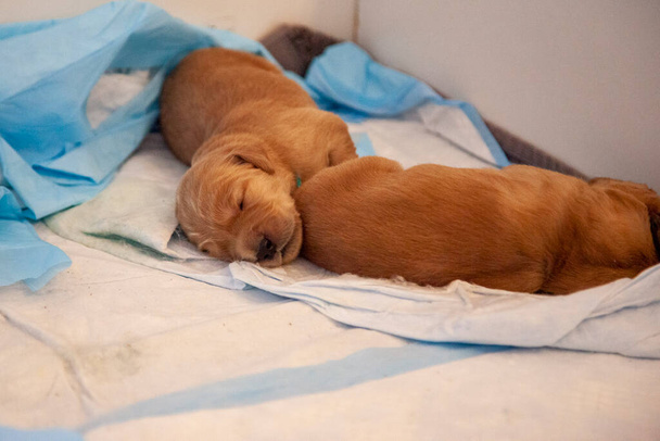 dois pequenos filhotes dourados dormem em suas almofadas de treinamento de filhotes na caixa de filhotes  - Foto, Imagem