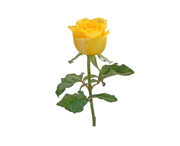 Κίτρινο τριαντάφυλλο λουλούδι απομονώνονται σε λευκό φόντο. - Φωτογραφία, εικόνα