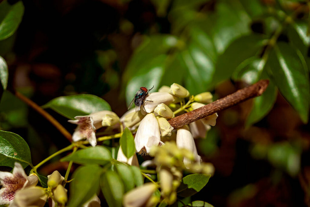 Пчела опыляет цветы в ботанических садах - Фото, изображение