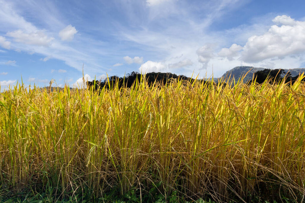 Green Terraced Rice Field in Mae Klang Luang, επαρχία Chiang Mai, Ταϊλάνδη - Φωτογραφία, εικόνα
