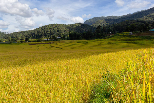 Green Terraced Rice Field em Mae Klang Luang, província de Chiang Mai, Tailândia - Fotografia, imagem