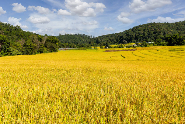 Green Terraced Rice Field v Mae Klang Luang, provincie Chiang Mai, Thajsko - Fotografie, Obrázek