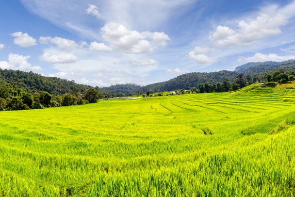 Green Terraced Rice Field in Mae Klang Luang, επαρχία Chiang Mai, Ταϊλάνδη - Φωτογραφία, εικόνα