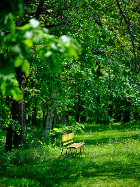 緑の公園の黄色のベンチ  - 写真・画像