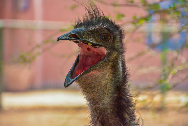 Emu close up shot - Photo, Image