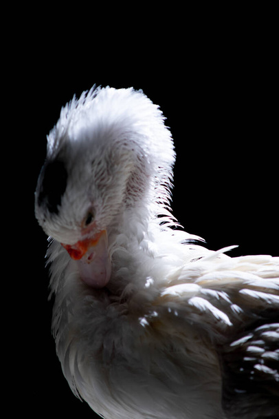 Canard blanc debout près de la caméra, animal sauvage domestiqué, avec un éclairage vif et des détails. Véritable photo d'un vrai animal. - Photo, image